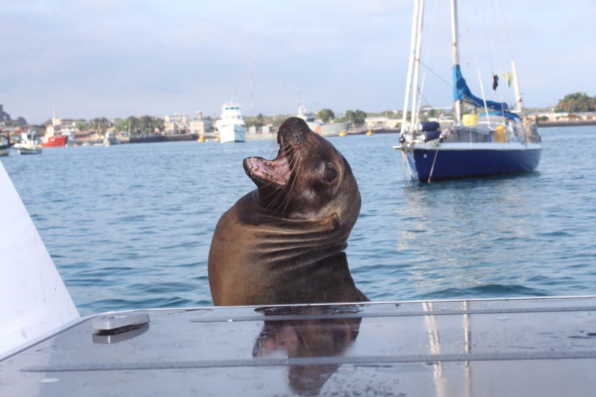 Les Galapagos : une spectaculaire faune marine