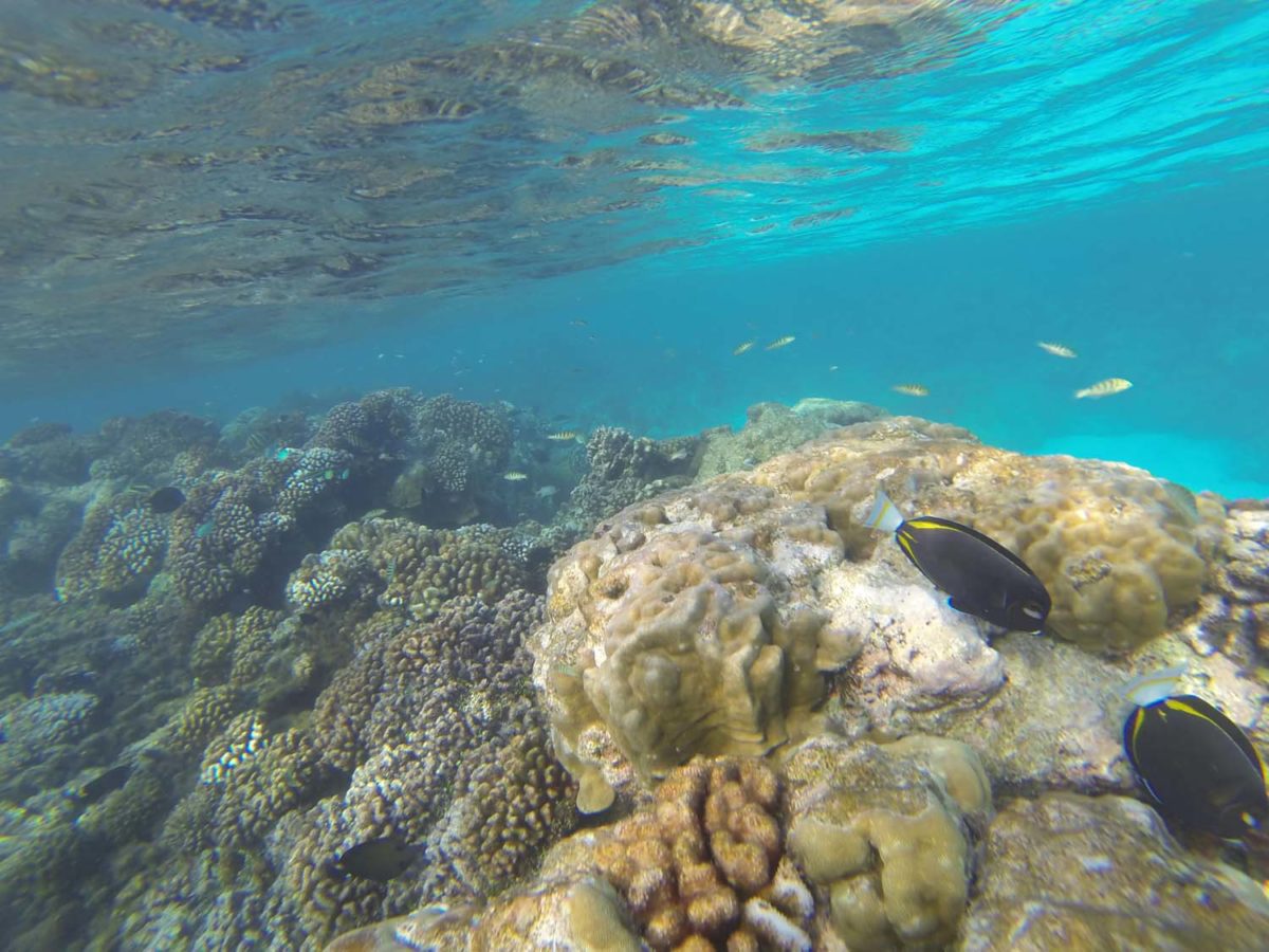 Les fonds sous-marins des Tuamotu…