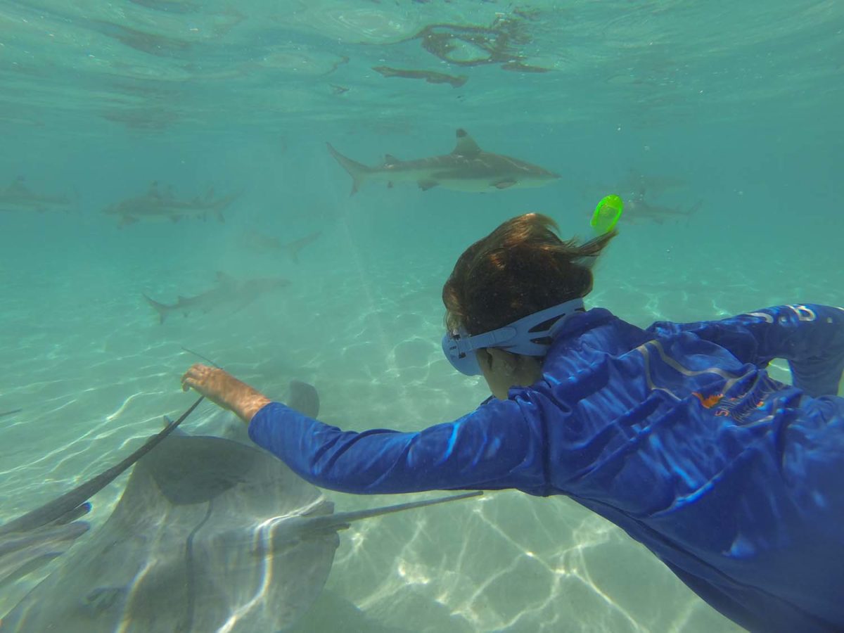 A Moorea, avec les raies et les requins