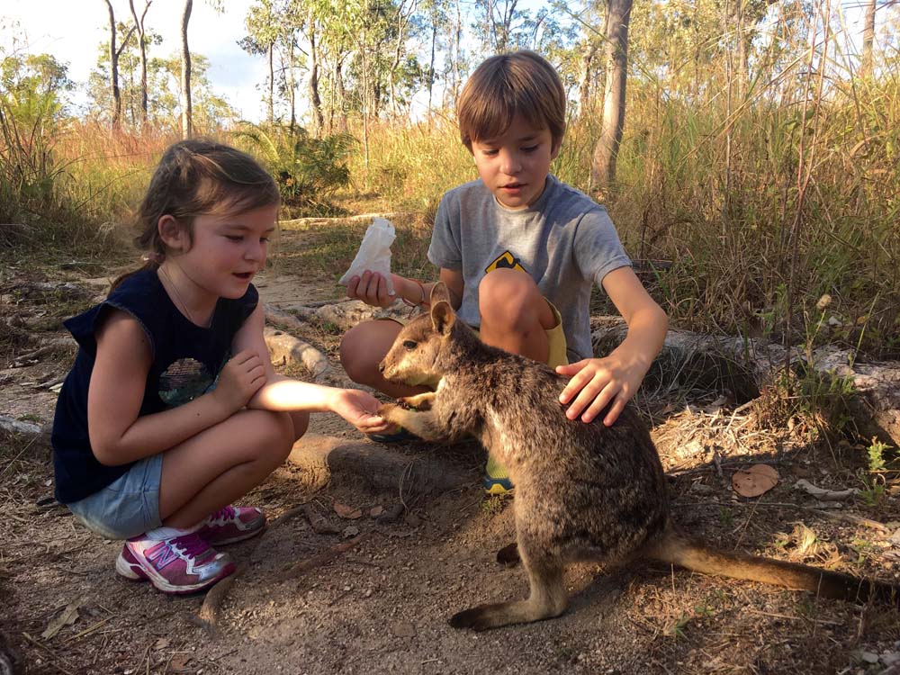 A la recherche des Wallabies