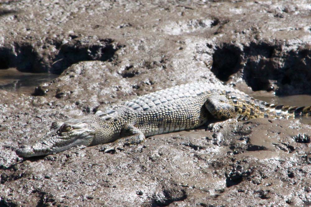 2 semaines à Cairns : vélo, boulot, crocos…