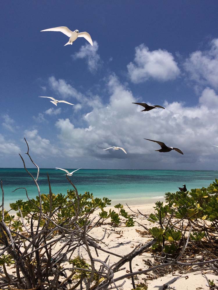 Escale aux Mascareignes / 2 : Saint-Brandon