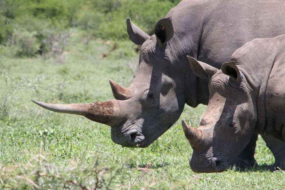 Afrique du Sud – 1 : Richard&rsquo;s Bay et le parc iMfolozi