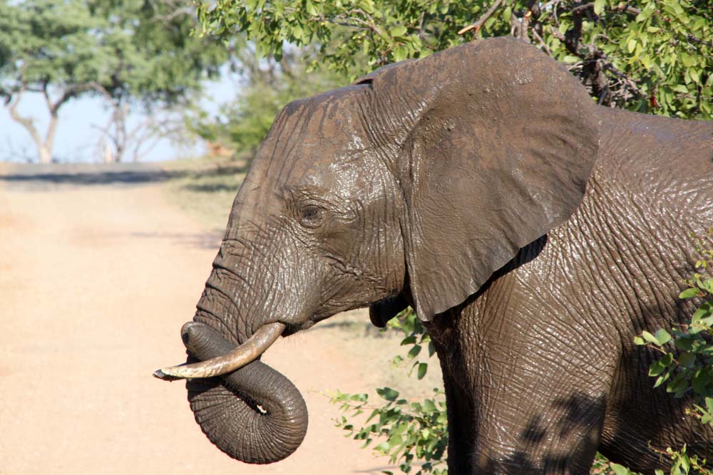 Afrique du Sud – 2 : Le parc Kruger